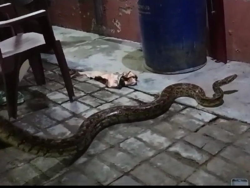 Una house 6 feet long python entered | ऊना में घर में घुसा 6 फीट लंबा ...