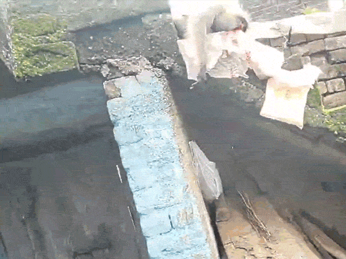 गोली लगने से छत पर ही बंदर लहूलुहान होकर गिर पड़ा।