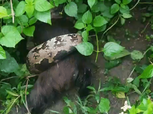Python Swallow Goat A 12 feet long python swallowed a goat in Sagar