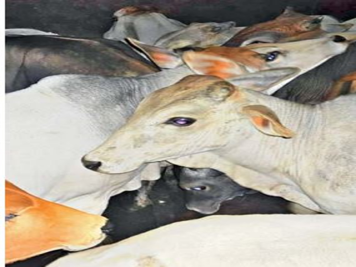 आदमपुर खंती के पास दो ट्रकों इस तरह भरा था गौवंश। - Dainik Bhaskar