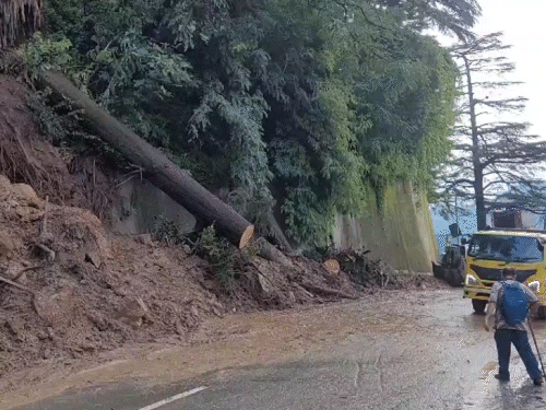 शिमला के विकासनगर में बीती शाम कोस भारी बारिश के बाद सड़क पर गिरा पेड़