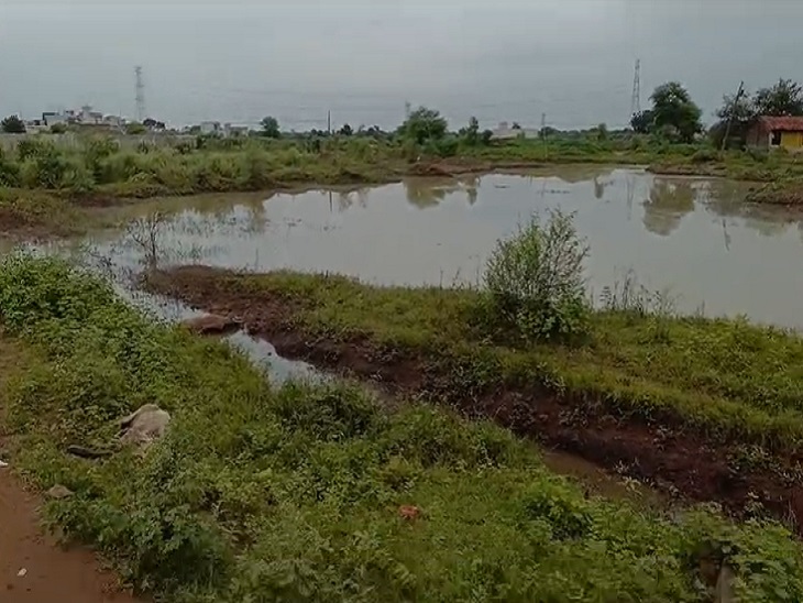 डबरी में मरे मिले मवेशी - Dainik Bhaskar