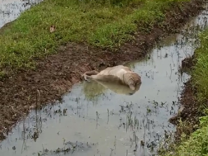 वह डबरी जहां डाला गया कैमिकल
