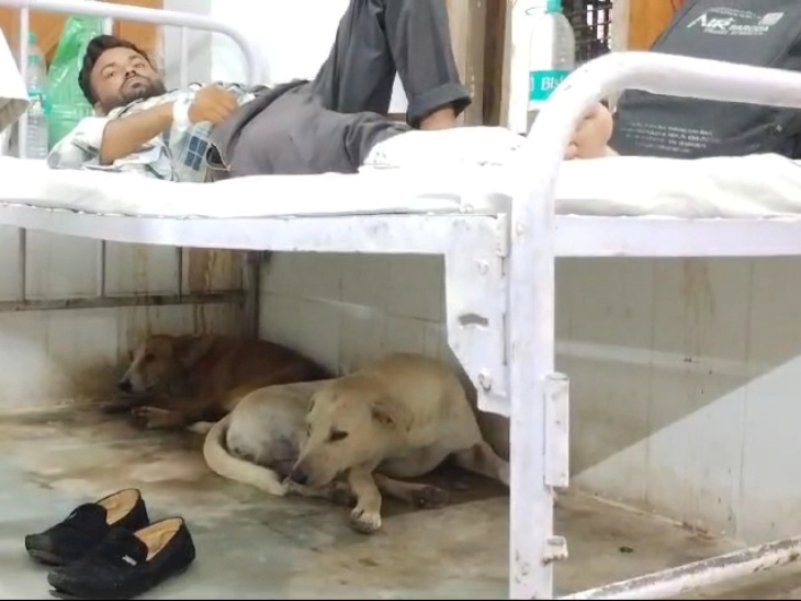 वार्डों में आवारा कुत्तों के घूमने से आए दिन हादसे और संक्रमण फैलने का खतरा बना रहता है। - Dainik Bhaskar