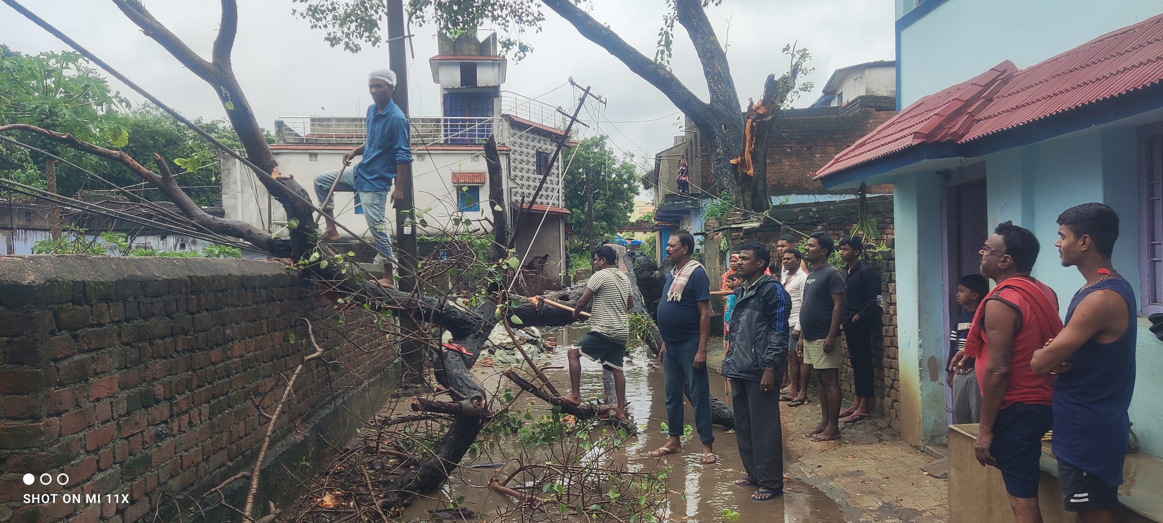 Due to heavy rain, a big peepal tree fell in Dharmabandh colony ...