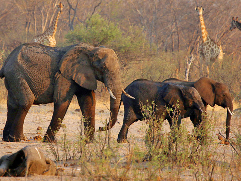 जिम्बाब्वे में करीब 1 लाख हाथी रहते हैं। हालांकि, यहां के पार्क में सिर्फ 55 हजार हाथियों को रखने की जगह है। - Dainik Bhaskar