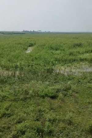 झील के अलावा इलाके की जमीन में किसान खेती कर अपना गुजारा करते हैं। 5 जनवरी 2013 को तत्कालीन डीएम ने जमीन की खरीद-बिक्री पर रोक लगा दी थी।