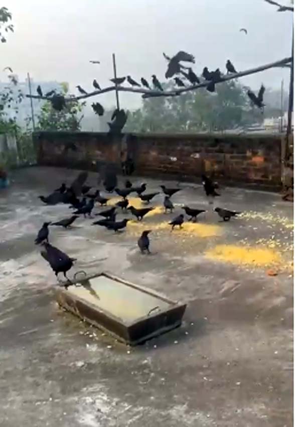 सुबह सुबह छत में कौंव्वों का आना शुरू हो जाता है और ये अलग अलग झुंड में यहां आते हैं