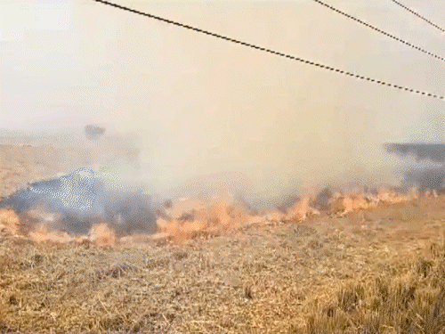 चार साल में पराली जलाने की घटनाएं 50% कम हुई हैं, लेकिन समस्या बरकरार है। CAQM के मुताबिक, 2020 में 87,632 मामले दर्ज किए गए थे, जबकि 2023 में ये 39,186 रह गए। - Dainik Bhaskar