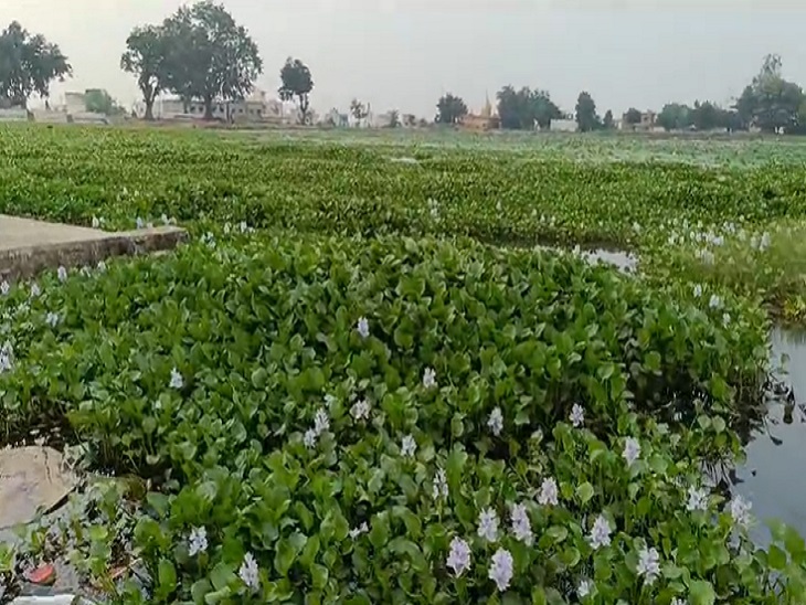 इस तरह गंदगी से अटा पड़ा है कुरुद नकटा तालाब