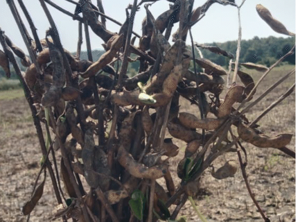 बैरसिया तहसील के गांवों में इस तरह बर्बाद हो गई फसलें।