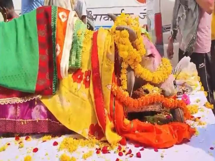 अंतिम यात्रा में गाय को माला भी पहनाई गई।