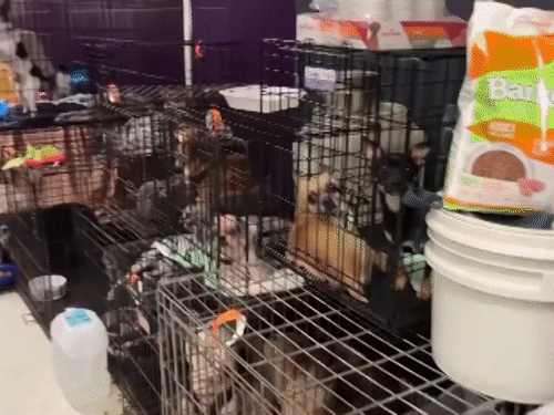Along with people, their pets have been put in cages and taken to safe places.