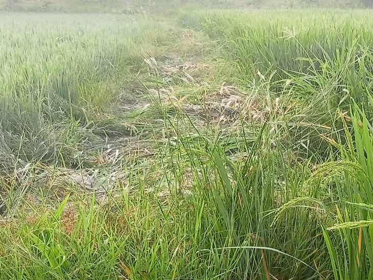 रायगढ़ में हाथियों ने किसानों की फसलें चौपट की।