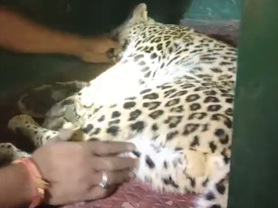 Wild leopard ate 12 rabbits
