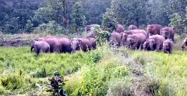 हाथियों का दल खेतों में पहुंचकर फसलों को लगातार नुकसान पहुंचा रहा है।