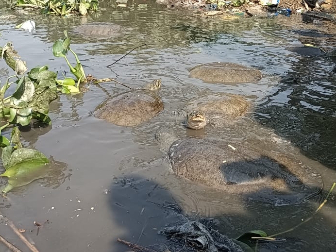 Yalangoch tanada torli koylak