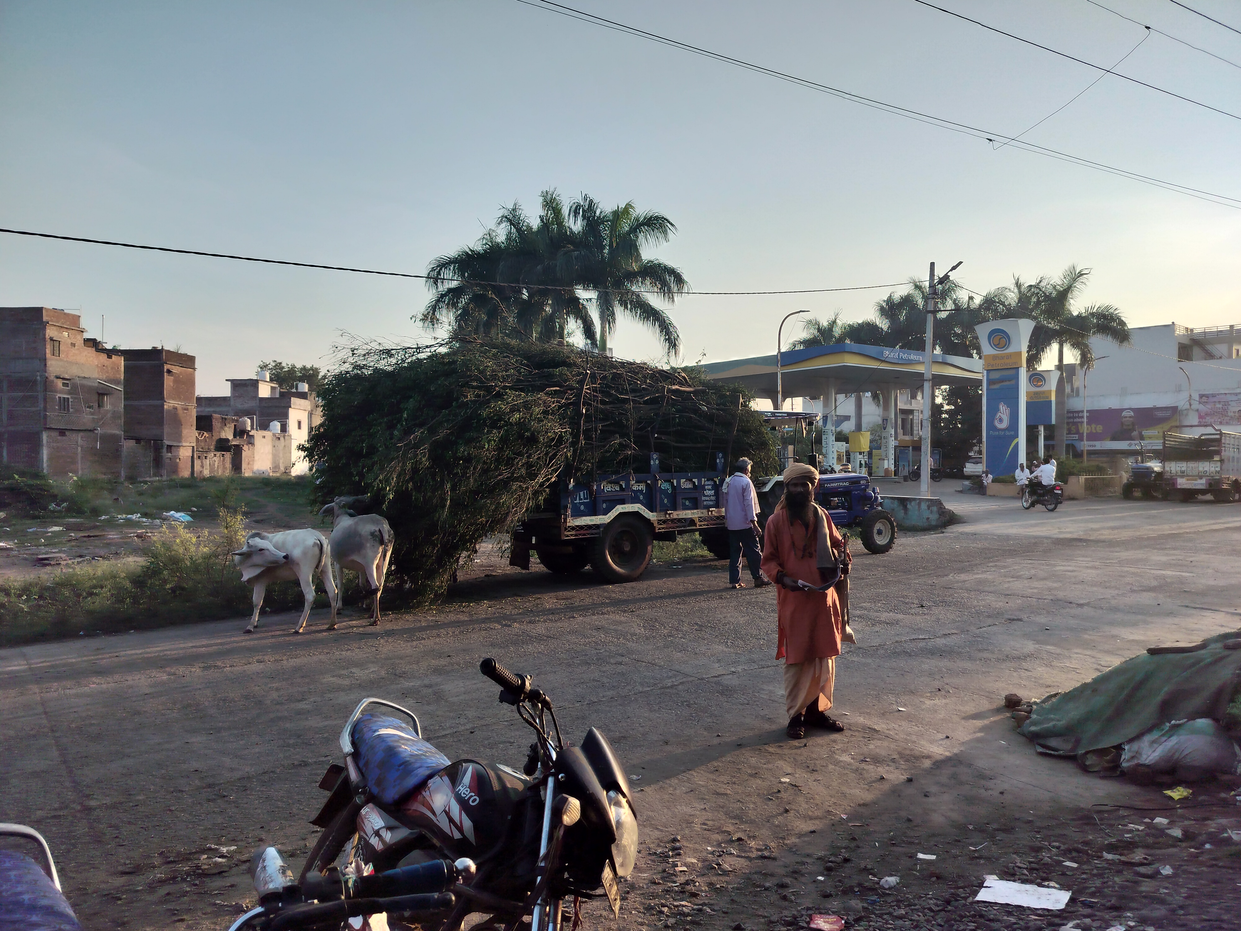 Oranges are not growing on trees, farmers cut trees पेड़ों में नहीं
