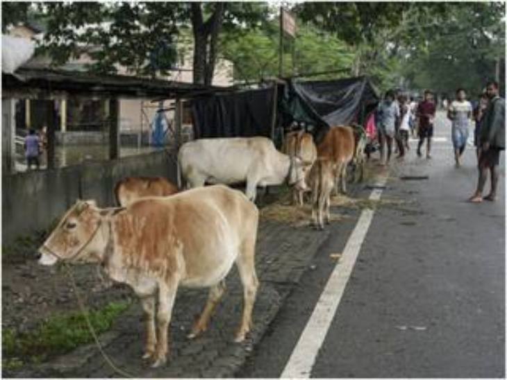 मवेशियों के कारण लगातार बढ़ रहे सड़क हादसों और लोगों की मौत को लेकर चल रही जनहित याचिका पर बुधवार को सुनवाई हुई।