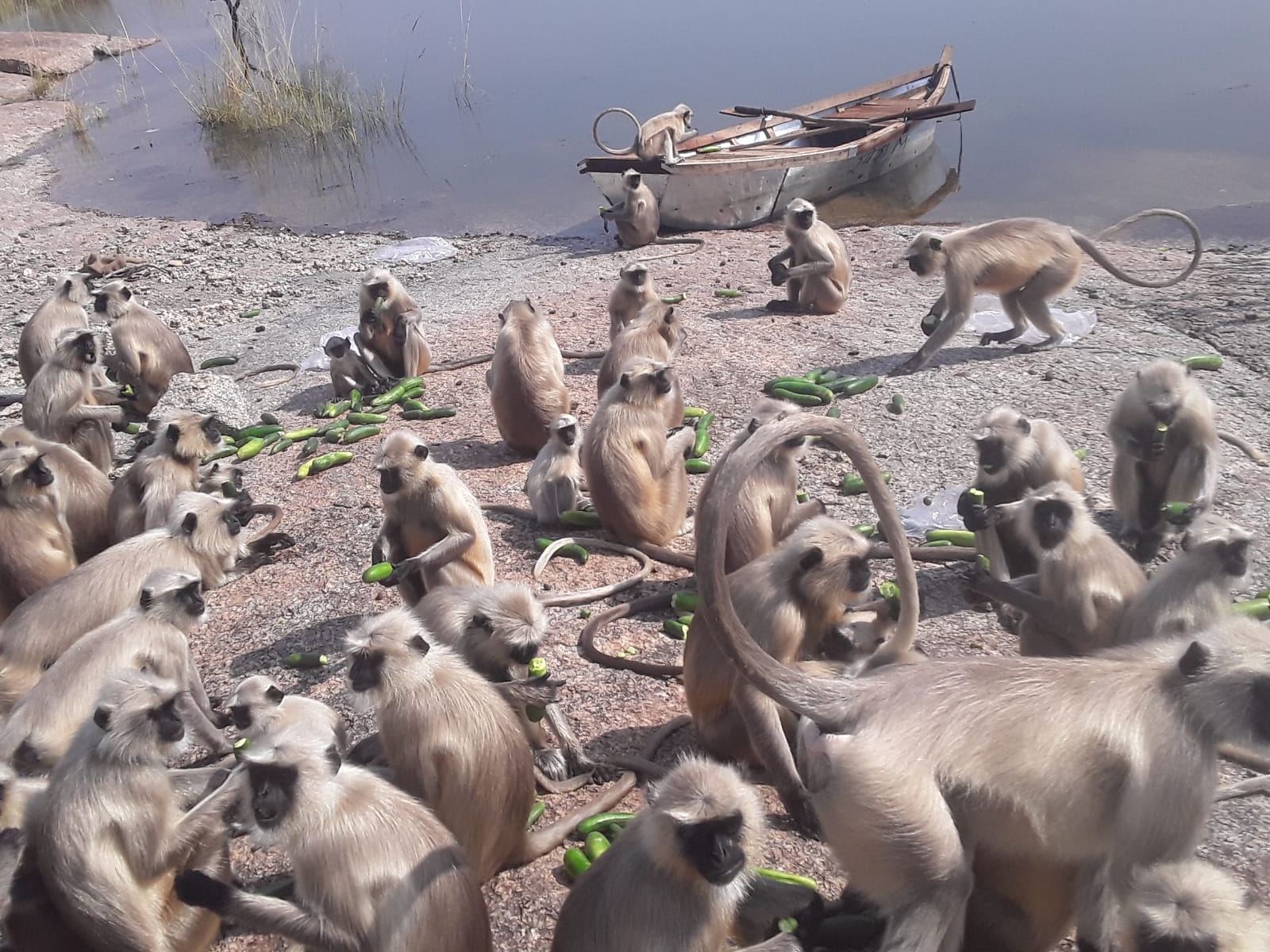 Hundreds of monkeys trapped on the hill of Devgiri Mata Temple | देवगिरी माता मंदिर की पहाड़ी पर फंसे सैकड़ों बंदर: जवाई बांध के पानी से रास्ता बंद, हर रोज नाव से