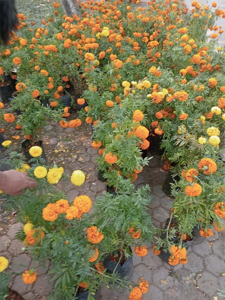 अलग अलग दामों में लाखों रुपए के गेंदा फूल की हुई बिक्री।