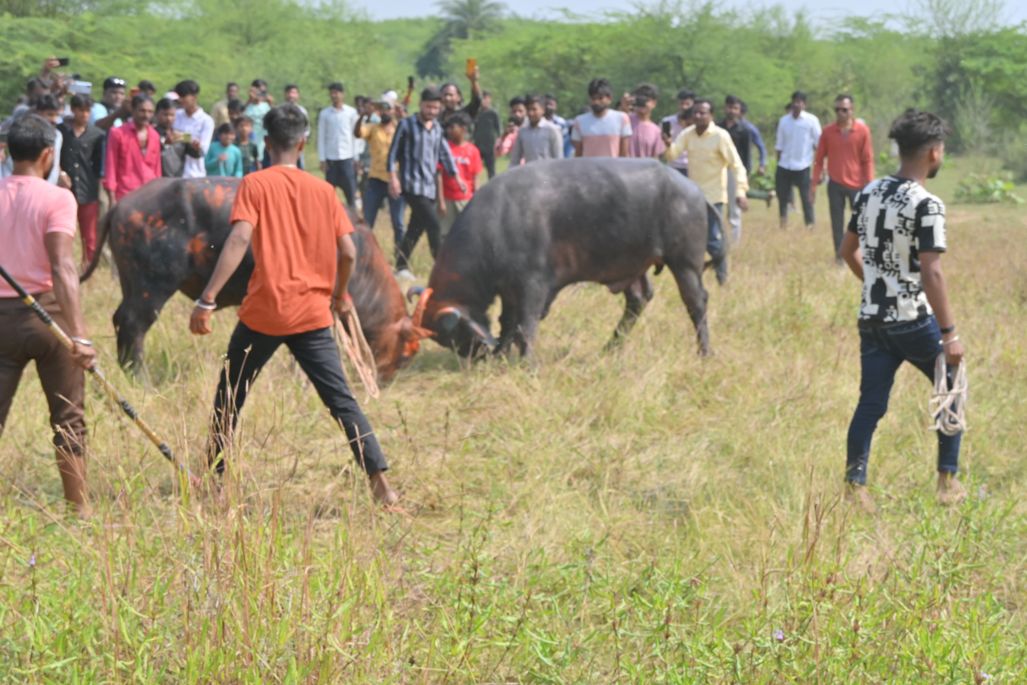 Bhure Rang Murrah knelt down in front of Bhura, after the victory Bhura ran for ...
