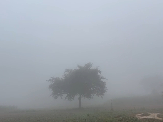 ठंड से इलाके में घना कोहरा छाया हुआ है।