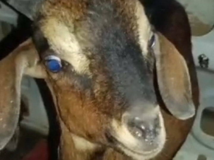 इस बकरे की बलि देने वाले थे आरोपी।