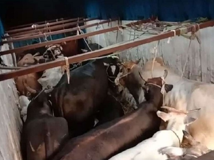 मवेशियों से भरे दो ट्रक जब्त - Dainik Bhaskar