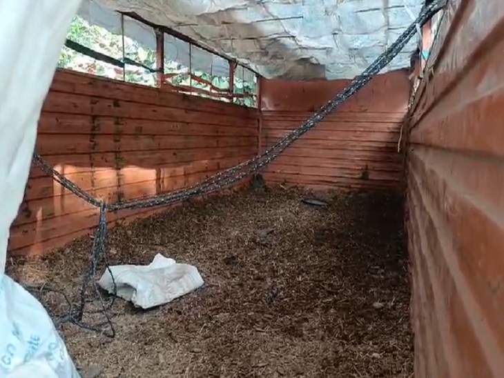 मवेशियों को ट्रक से उतारकर भेजा गौठान