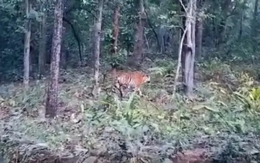 पर्यटकों ने बाघ का वीडियो बनाकर वायरल किया है।