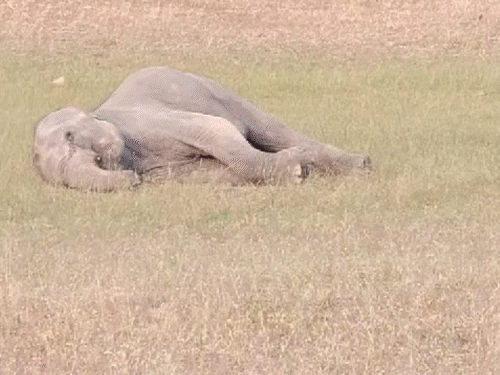 बांधवगढ़ टाइगर रिजर्व में 10 हाथियों की मौत हुई थी। - Dainik Bhaskar