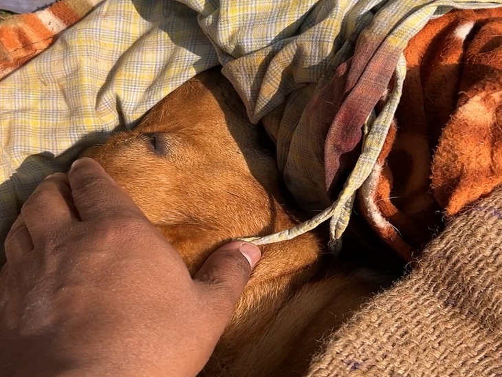 दुर्घटना से कुत्ते की हुई मौत