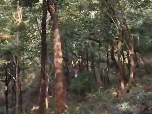 सुकमा मुठभेड़ का एक लाइव वीडियो वायरल हो रहा है, जिसमें दोनों ओर से गोलियां चलने की आवाज आ रही हैं। - Dainik Bhaskar