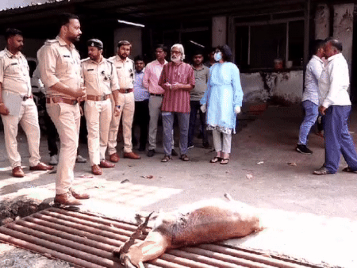 काले हिरण का शव 23 अक्टूबर को खेत में पड़ा मिला था। इसके बाद उसे पशु चिकित्सालय लाया गया था।