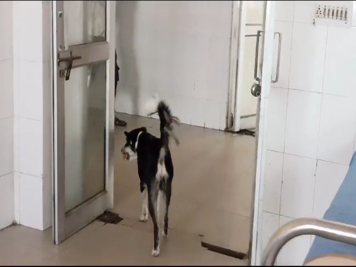 इमरजेंसी और सर्जिकल वार्ड के गेट खुले रहने के कारण स्ट्रीट डॉग वार्ड में घुस आते हैं