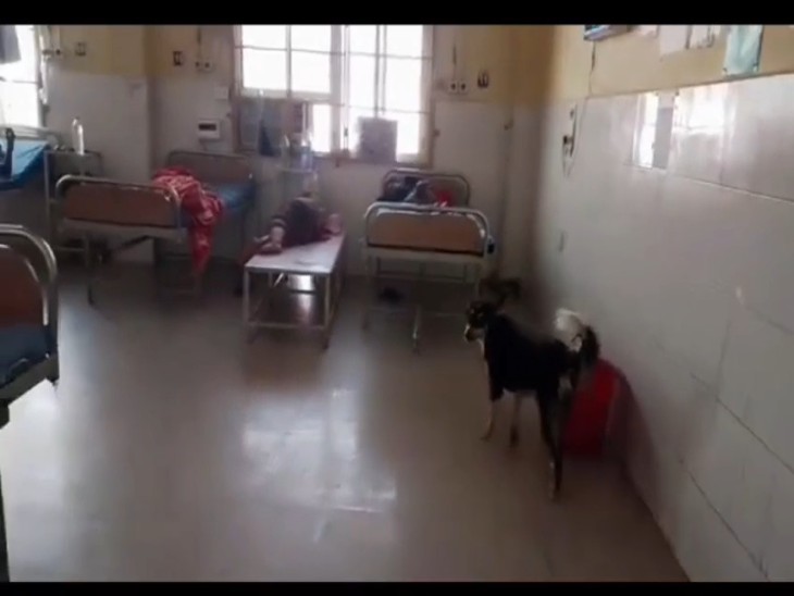 वार्ड में घूमते स्ट्रीट डॉग