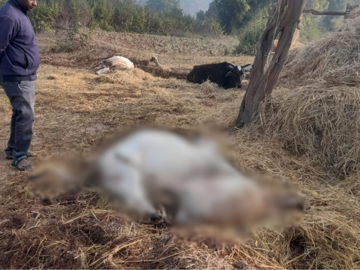 बहारपारा निवासी गोविंद सिंह के पांच मवेशियों को हाथियों ने मार डाला।