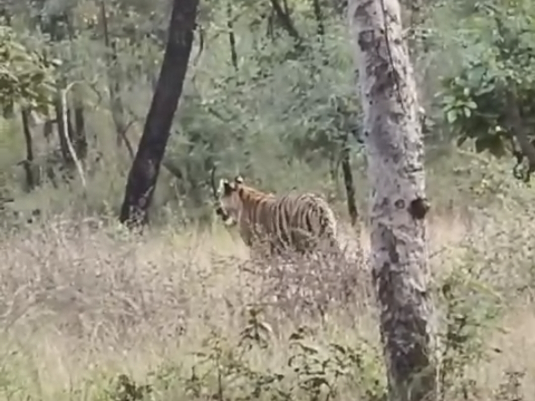 Tigers coming out of STR and reaching Bhaura range, VIDEO
