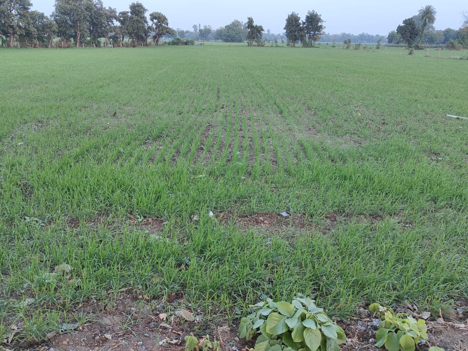 Ba Rabi There is a possibility of increased impact of pests and diseases on ...
