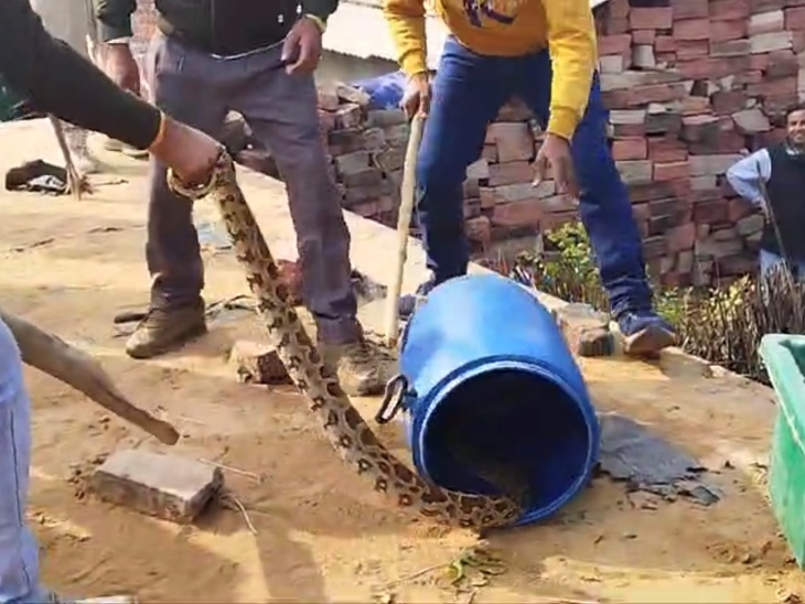 Khareghat Colony Python Python reached Jarga village, villagers in panic | जारगा गांव में ...