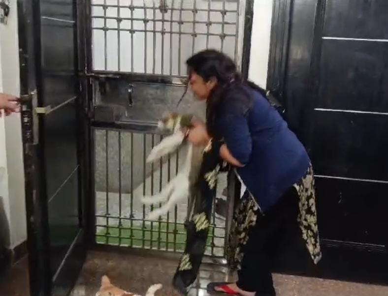 बिल्ली को दिखाती महिला।