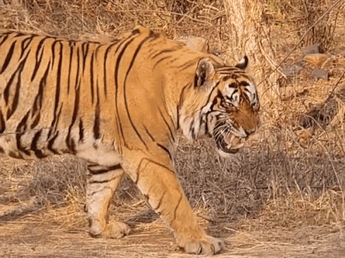 बाघिन 2 साल तक शावकों को अपने साथ रखती है। इस दौरान बाघिन बाघ के साथ मेटिंग नहीं करती है। इसके चलते बाघ छोटे शावकों को मार देते है।