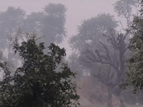 सीकर और आसपास के इलाकों में मंगलवार सुबह धुंध रही। शीतलहर चल रही है।