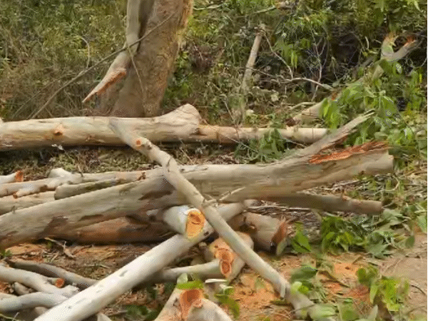 भोजपुर पहुंचने वाले रास्ते के दोनों ओर पेड़ों की कटाई शुरू कर दी गई है।