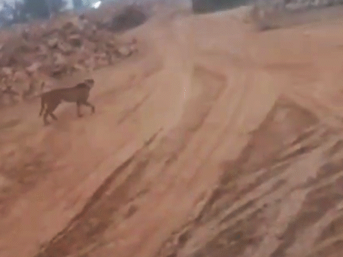 रविवार सुबह चीता श्योपुर शहर की सीमा से लगे क्रेशर के पास पहली बार नजर आया था।