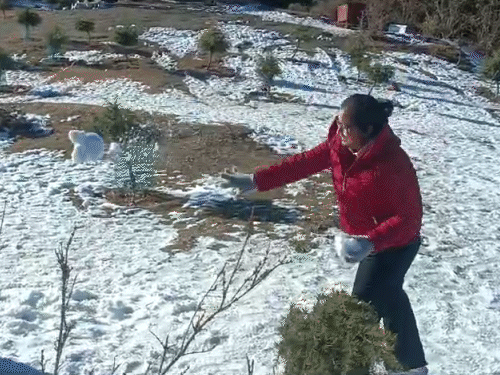 Tourists enjoying by throwing snowballs at each other at Mahasu Peak in Shimla.
