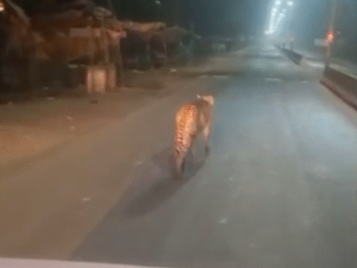 मंगलवार रात श्योपुर की सड़क पर दौड़ता नजर आया था चीता वायु।