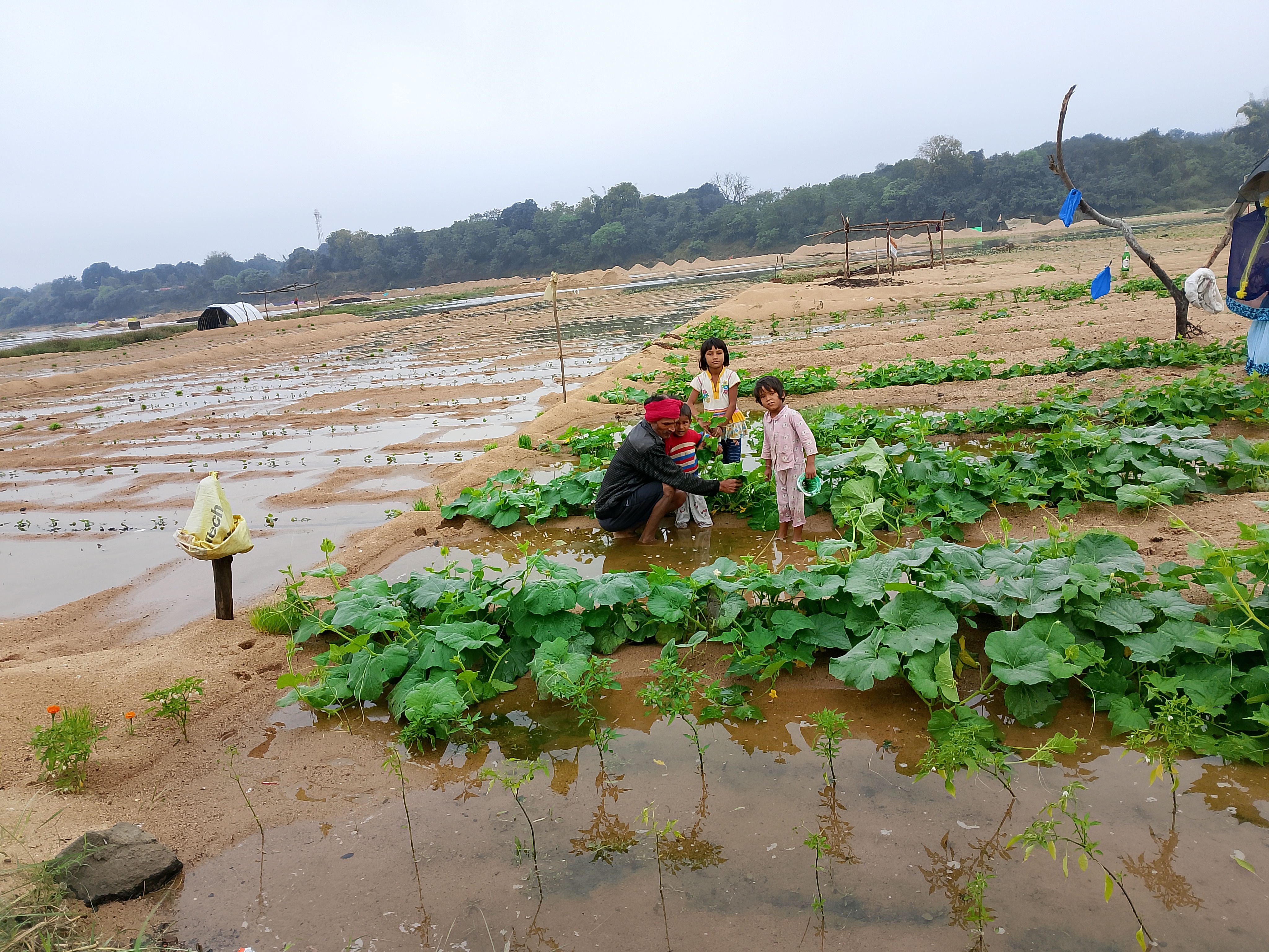 Dangarbadi and vegetables were damaged due to unseasonal rain in ...
