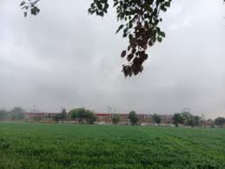 मौसम में उतार-चढ़ाव का असर खेतों में नजर आ रहा है। फसलों पर कोहरे की चादर सी नजर आ रही है।